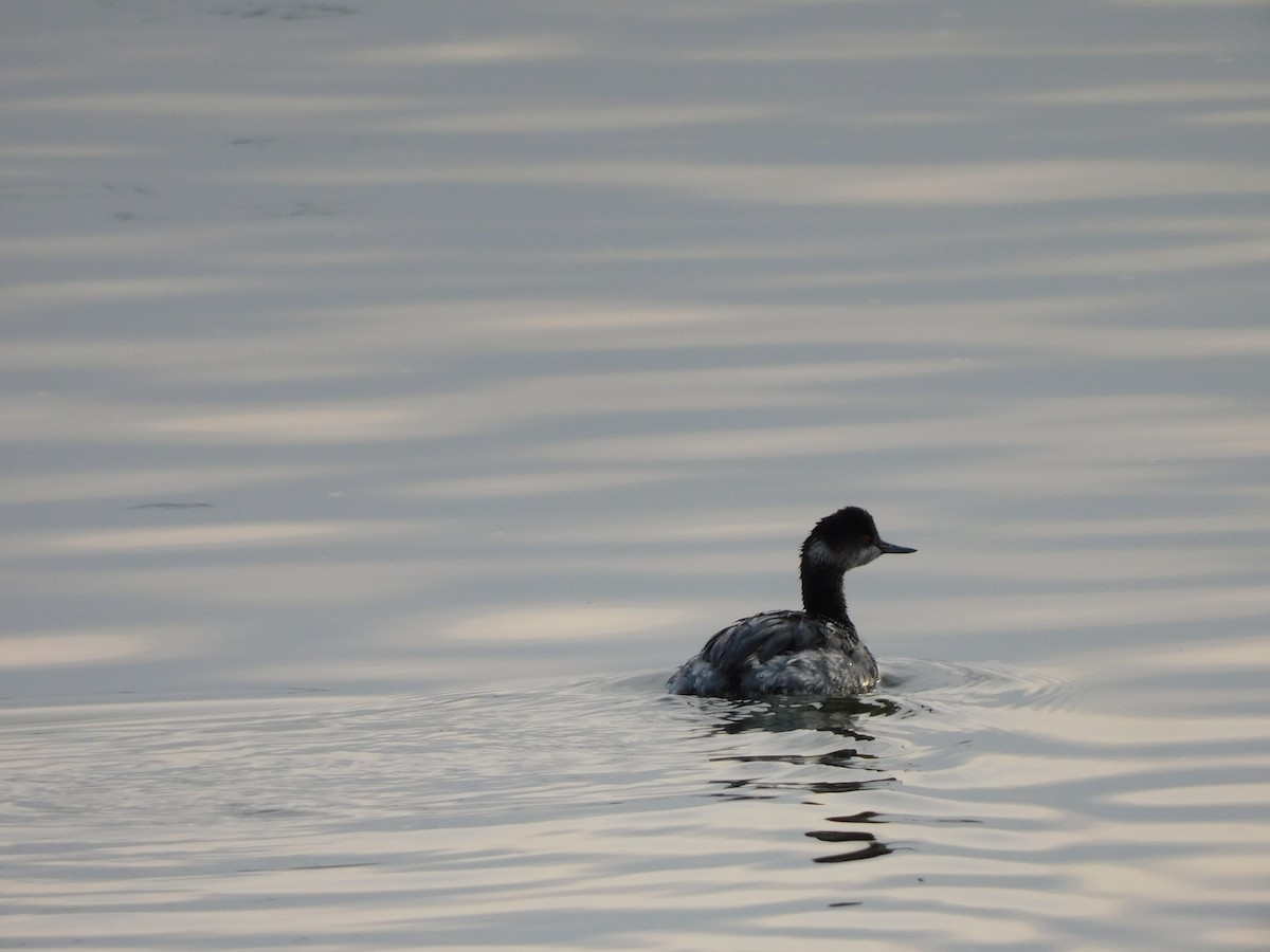 Eared Grebe - ML613684098