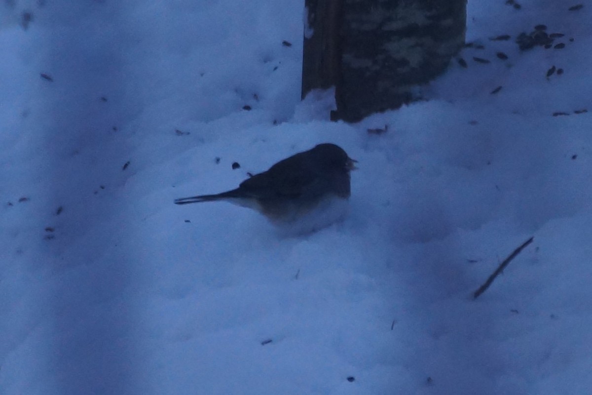 Dark-eyed Junco (Slate-colored/cismontanus) - ML613684105