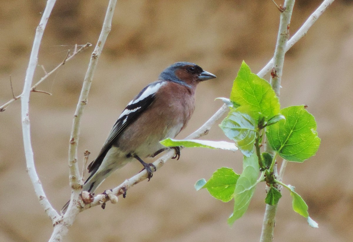 Common Chaffinch - Negien Rahimy