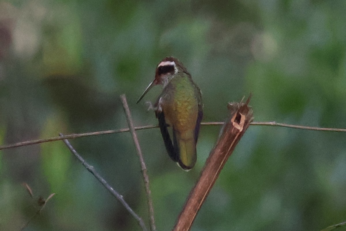 White-eared Hummingbird - ML613684145