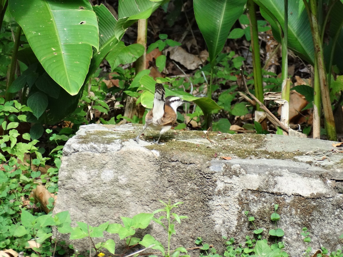 Bicolored Wren - ML613684152