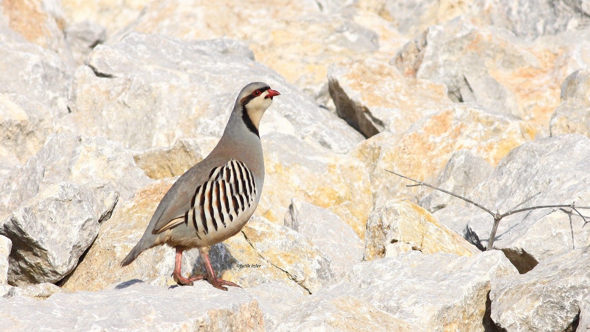 Chukar - Fatih Izler