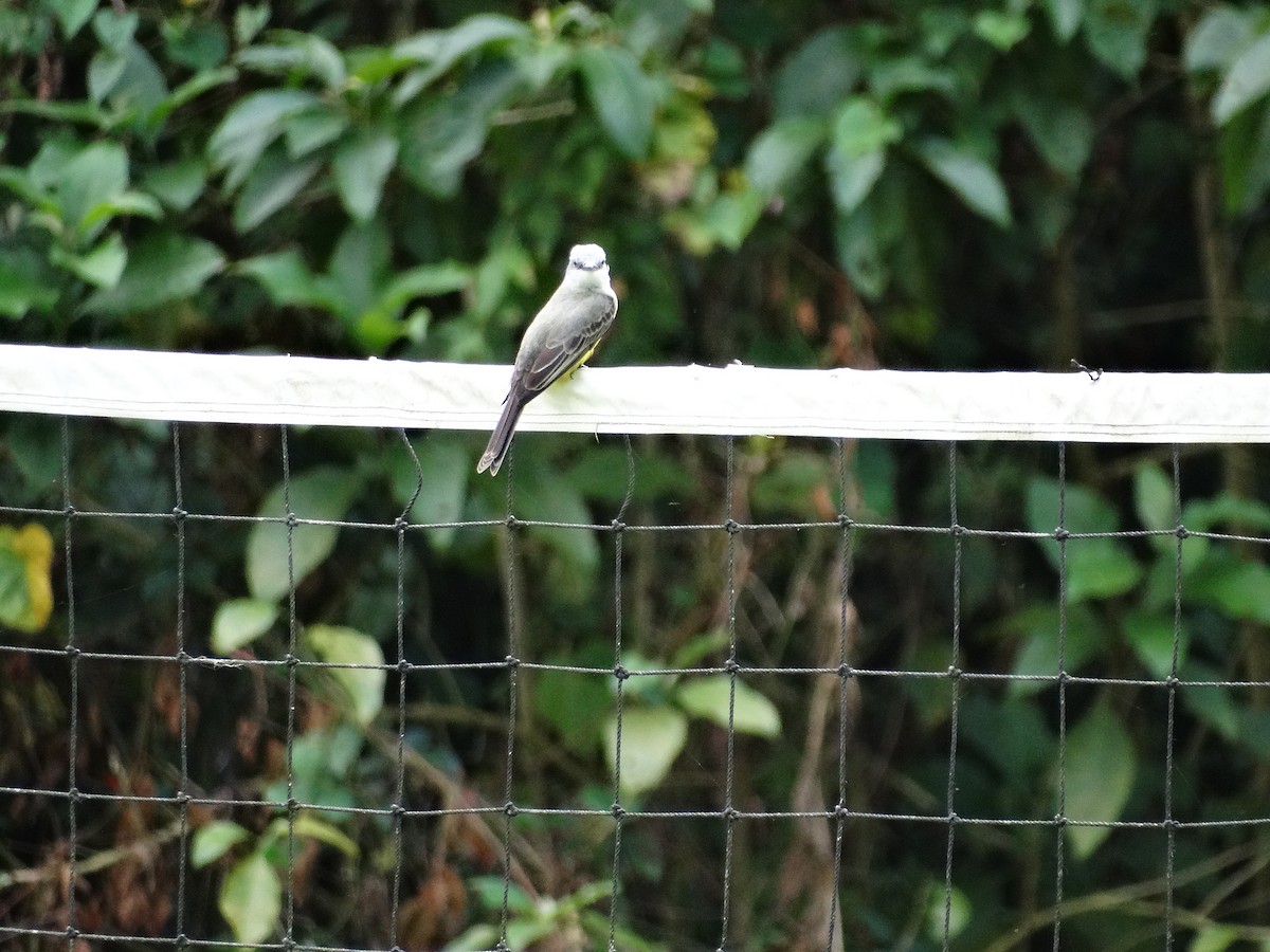 Tropical Kingbird - José-María García-Carrasco