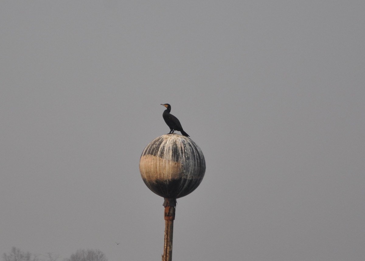 Great Cormorant - Joaquim  Simão