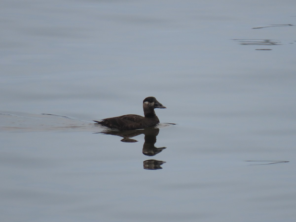 Surf Scoter - ML613684296