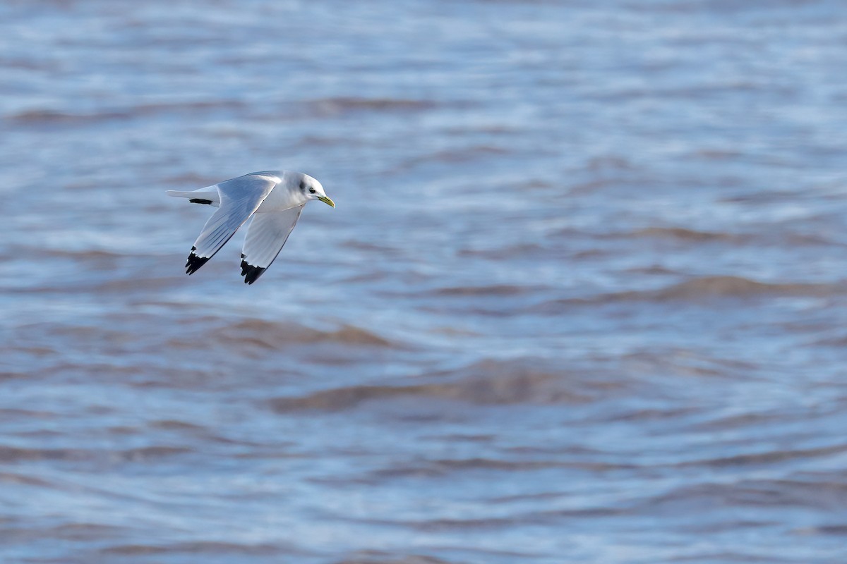 Black-legged Kittiwake - ML613684320