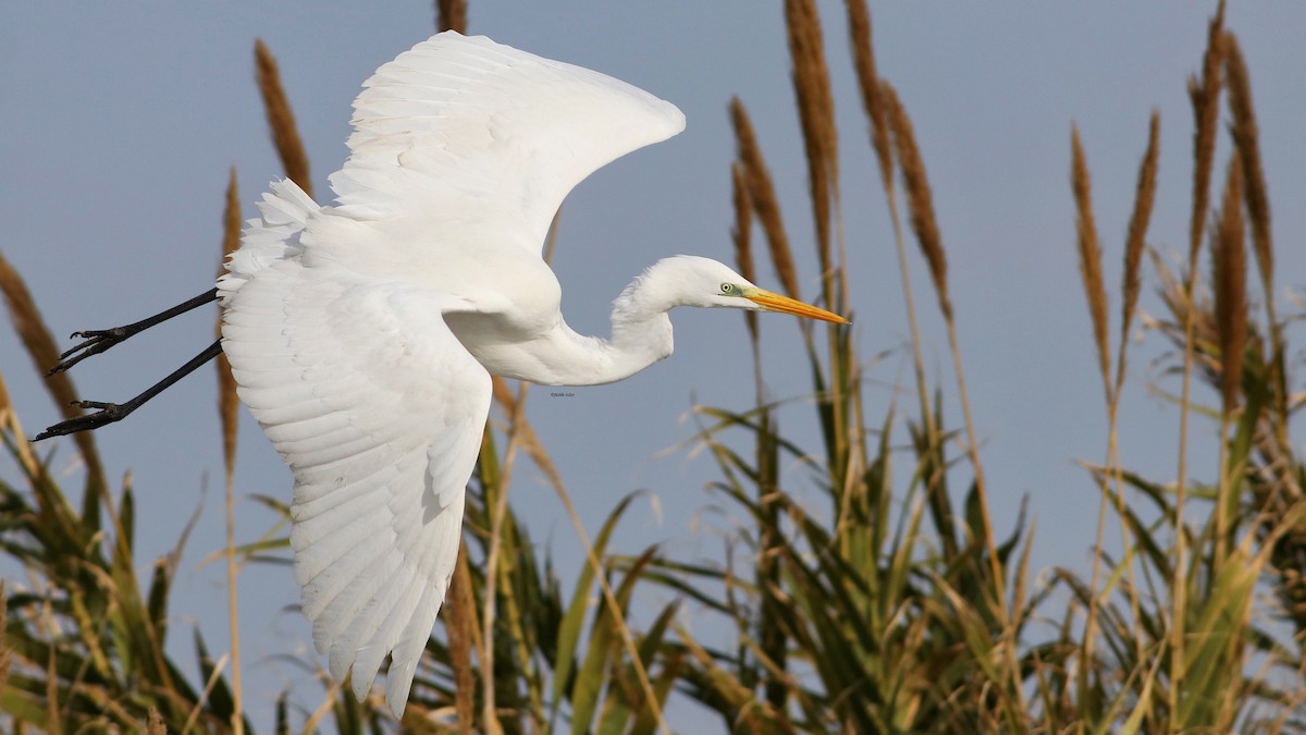 Great Egret - Fatih Izler