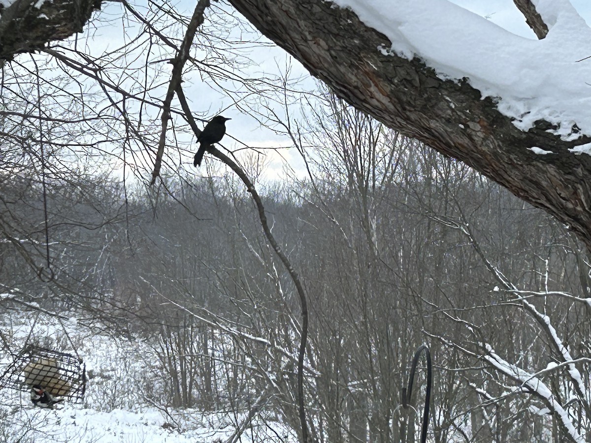 Common Grackle - Mike Mahler