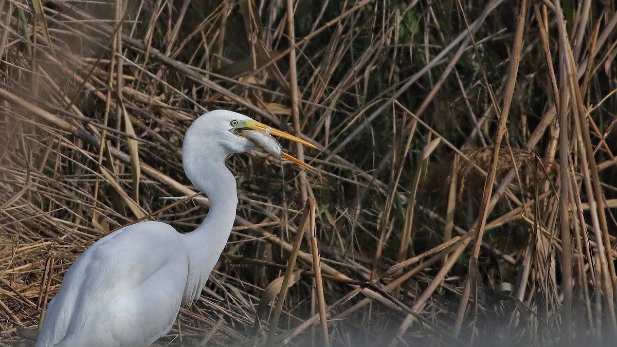 Great Egret - Fatih Izler