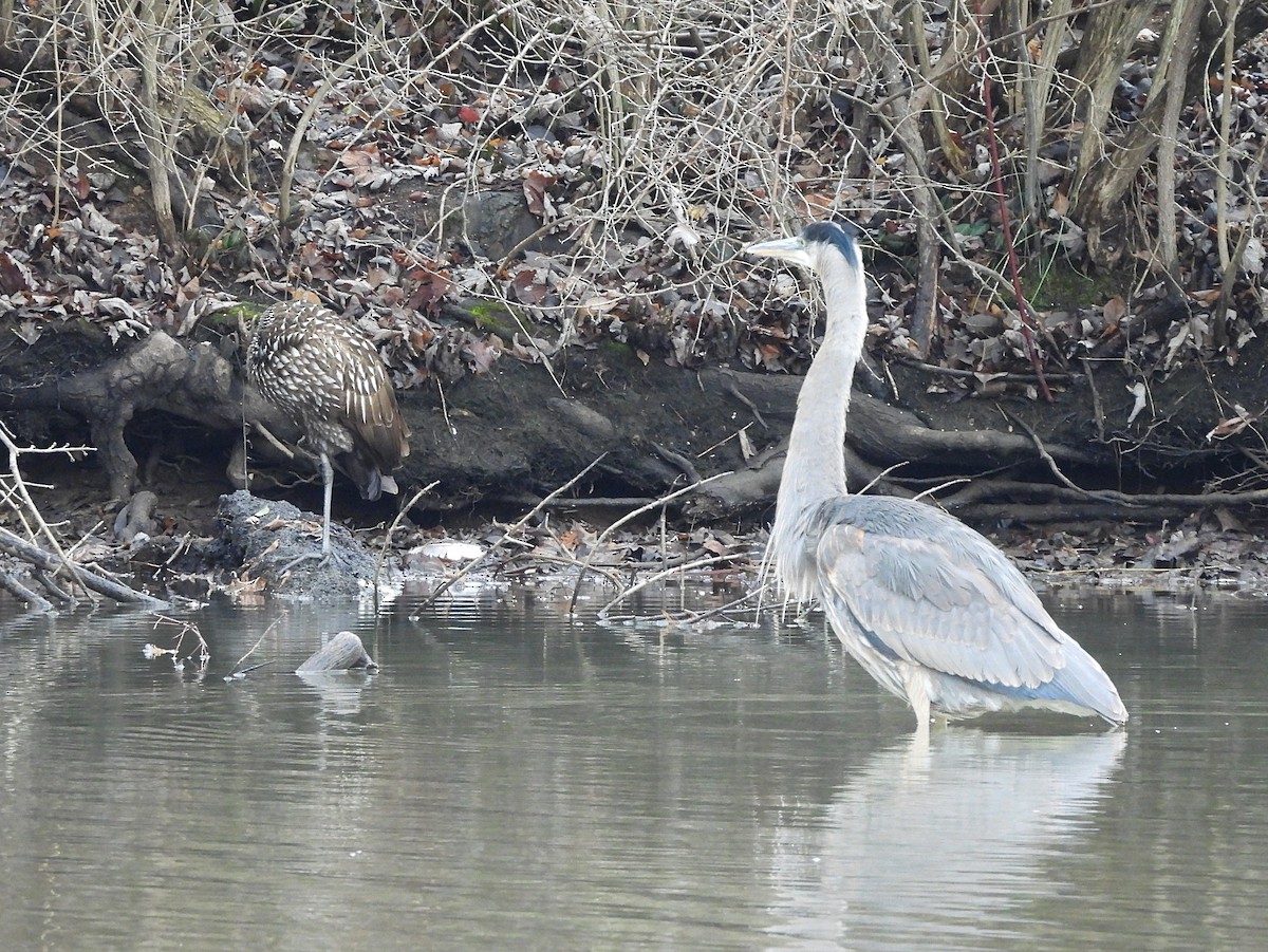 Limpkin (Speckled) - ML613684370