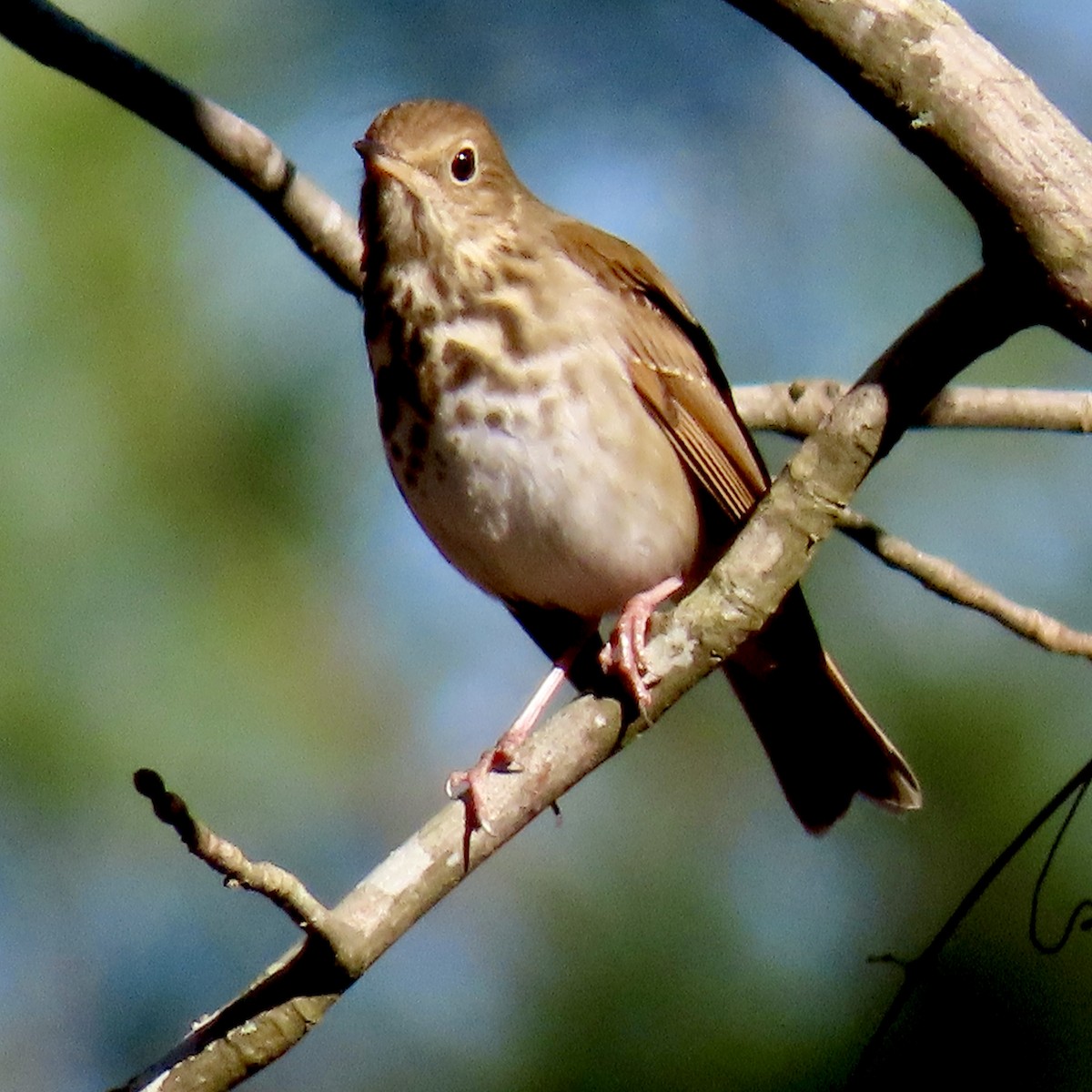 Hermit Thrush - ML613684411
