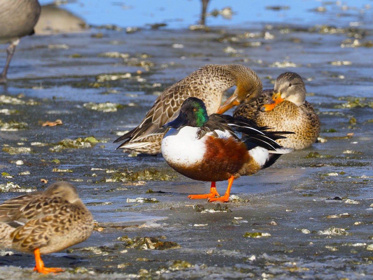 מרית צפונית - ML613684413