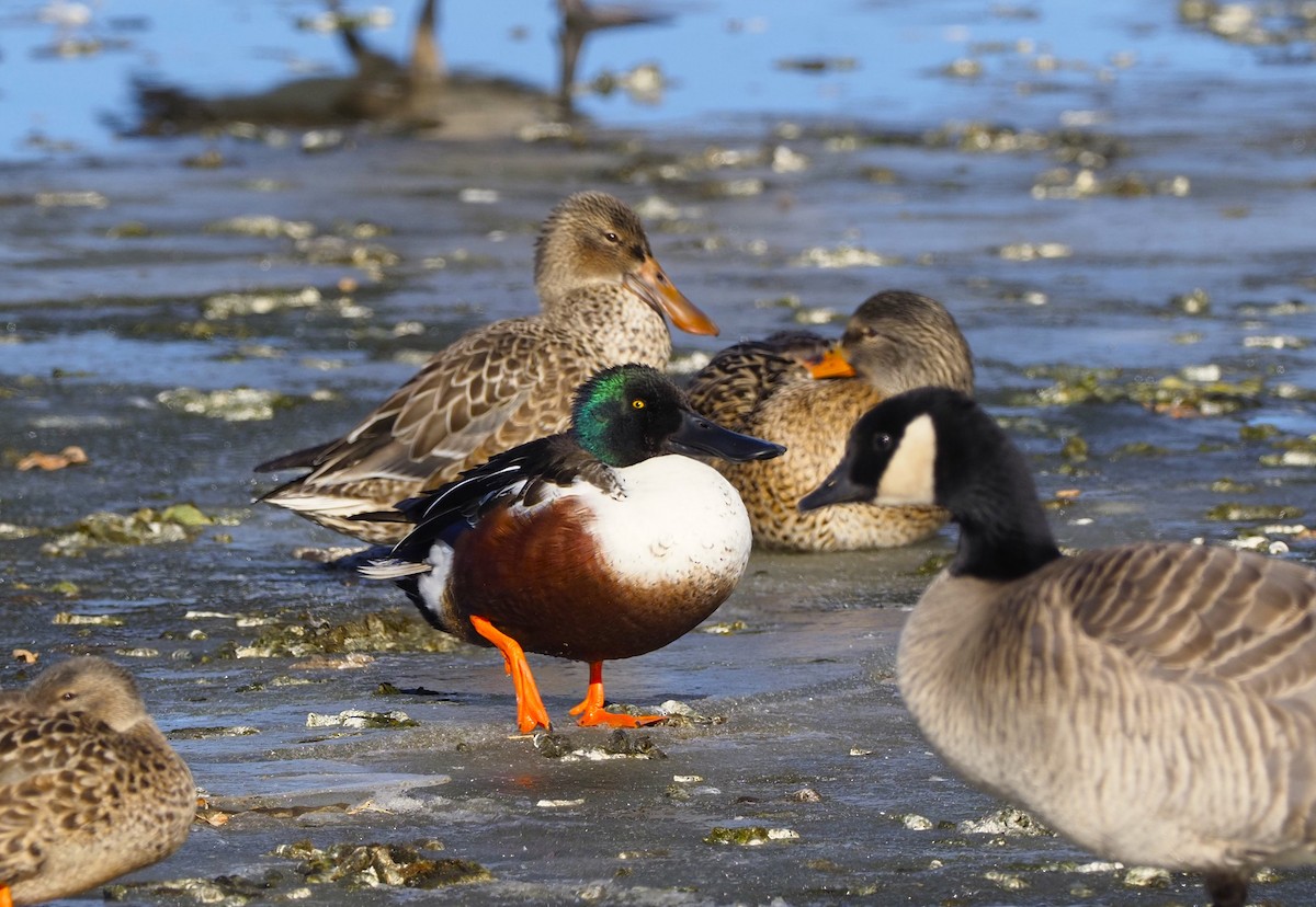 מרית צפונית - ML613684414