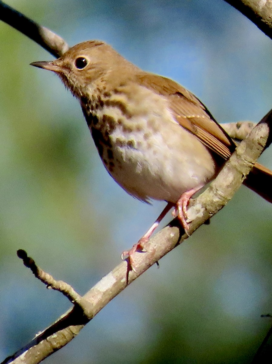Hermit Thrush - ML613684416