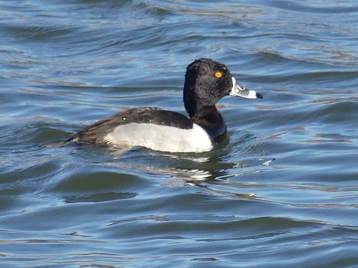 Ring-necked Duck - ML613684420