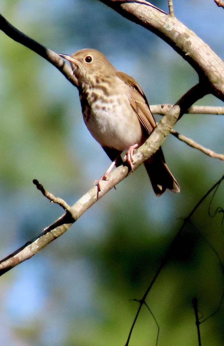 Hermit Thrush - ML613684422