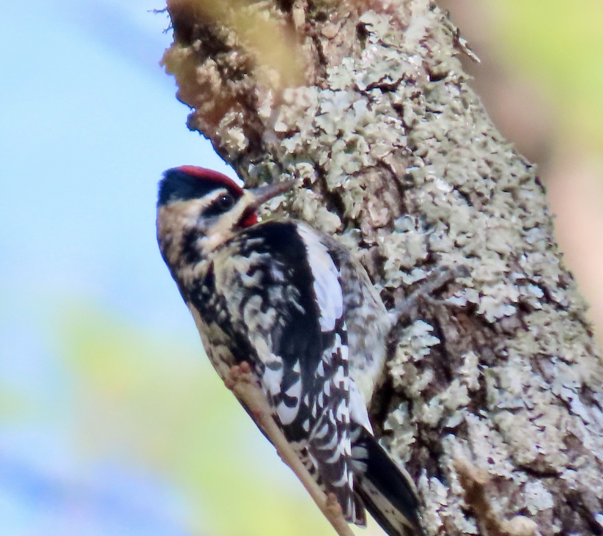 Yellow-bellied Sapsucker - ML613684432