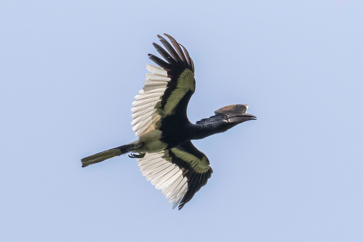 Black-and-white-casqued Hornbill - Manuel Fernandez-Bermejo