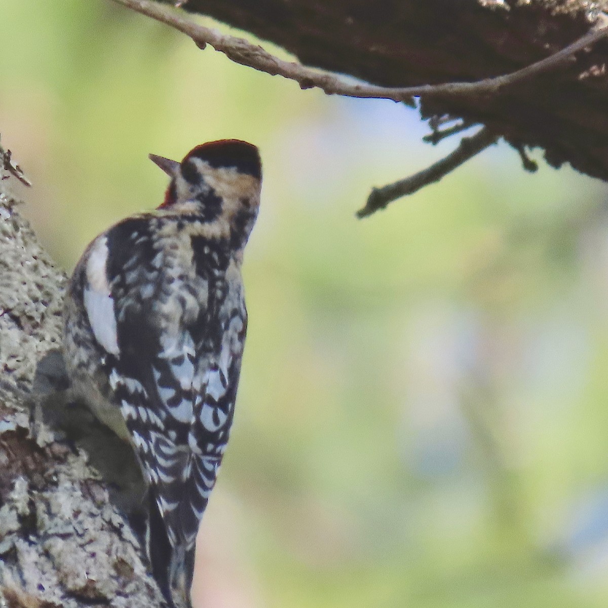 Yellow-bellied Sapsucker - ML613684440