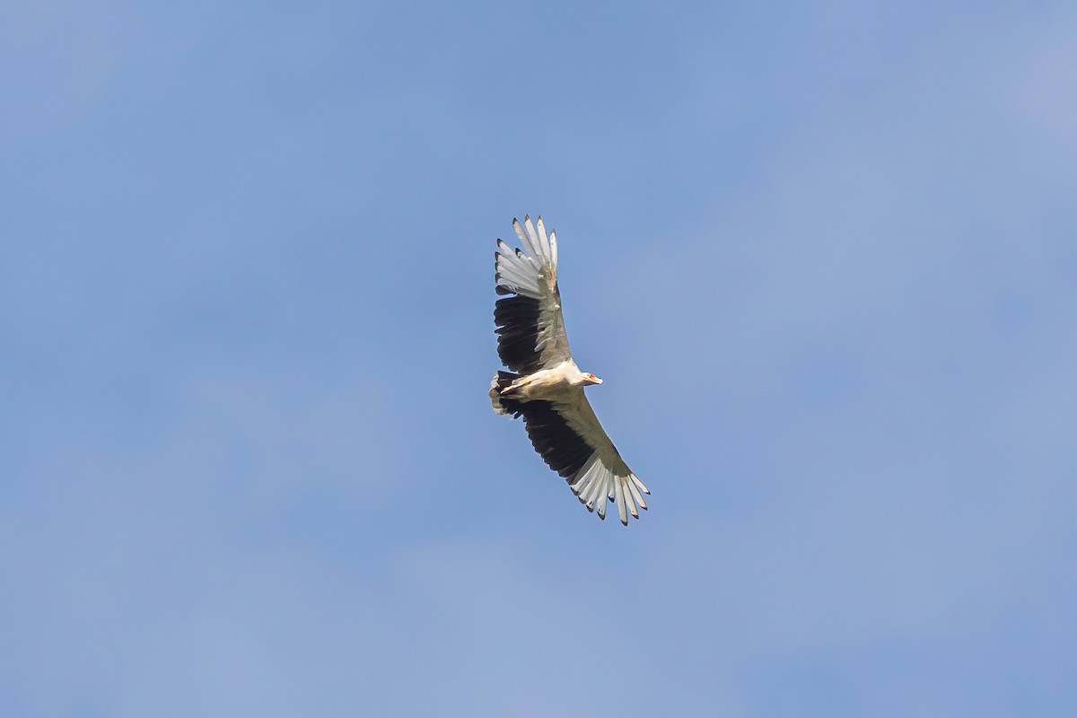 Palm-nut Vulture - ML613684443