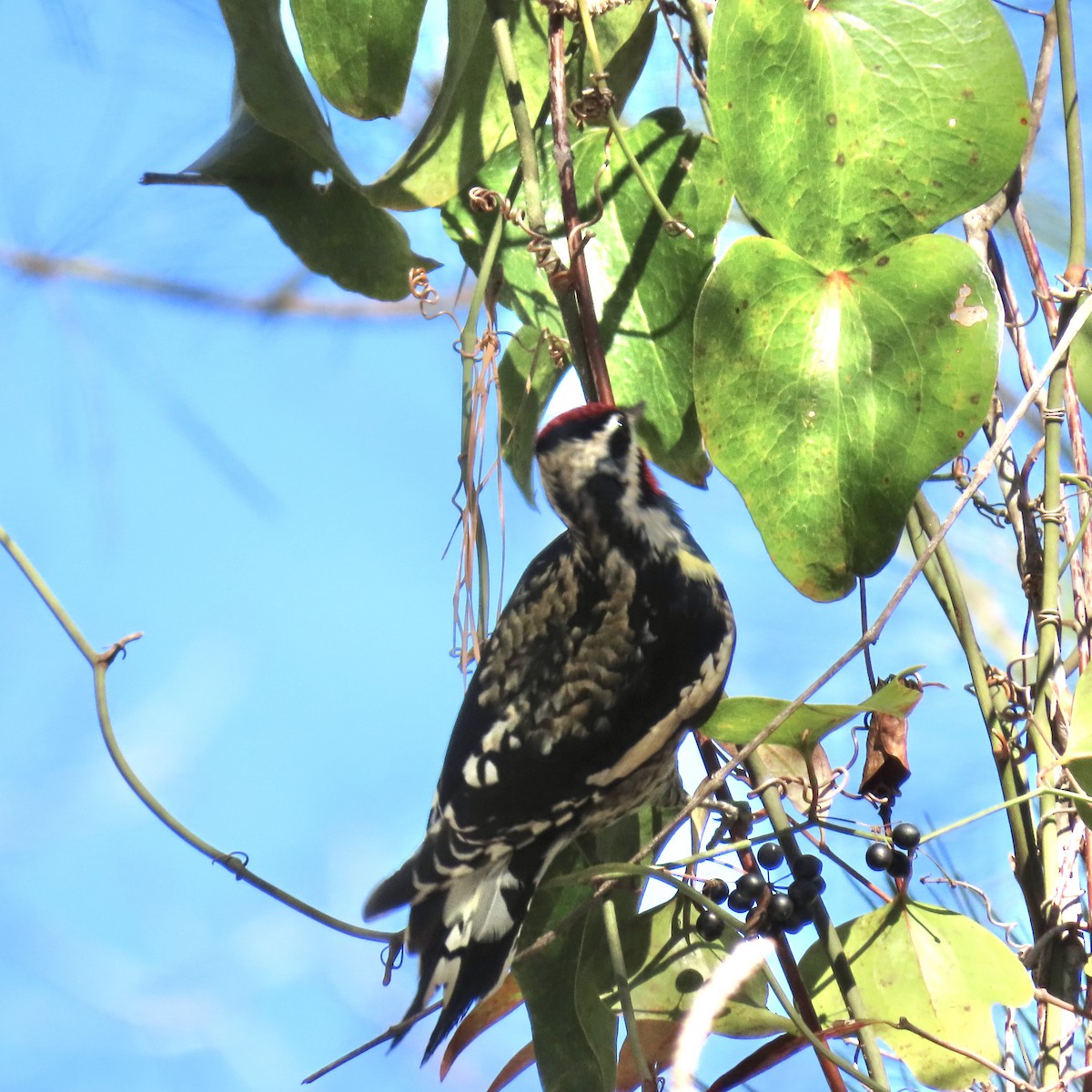 Yellow-bellied Sapsucker - ML613684458
