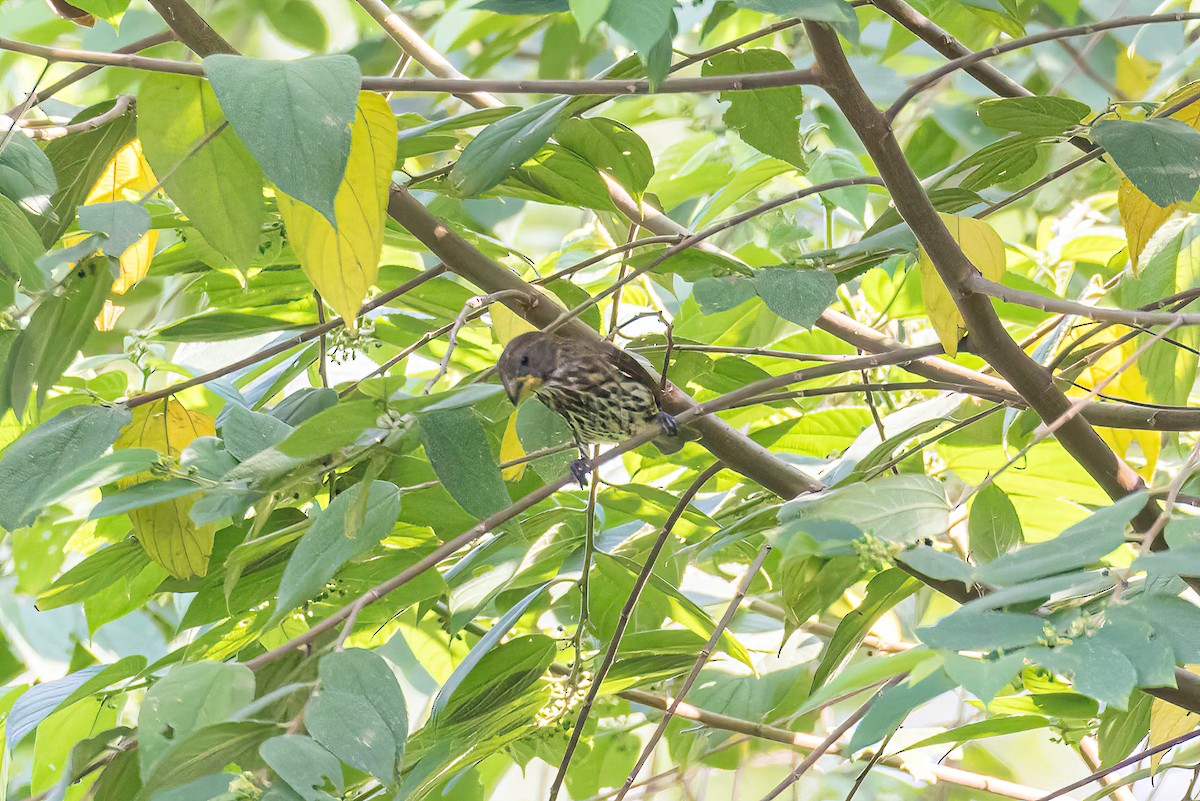 Grosbeak Weaver - Manuel Fernandez-Bermejo