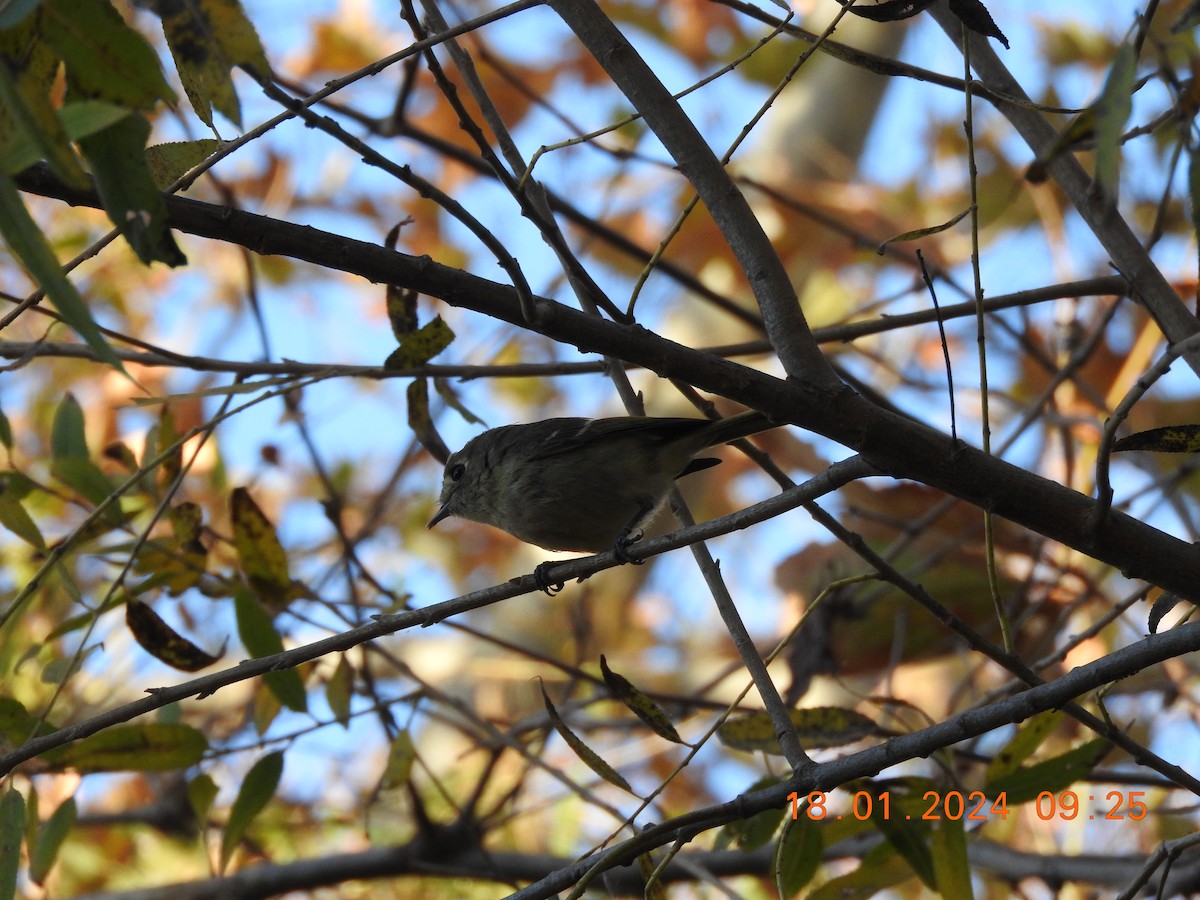 Hutton's Vireo - ML613684474