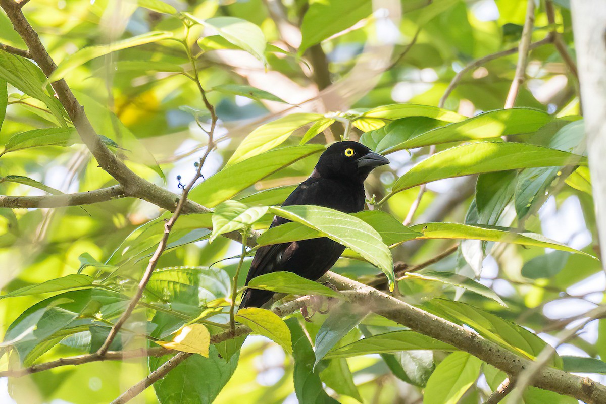 Vieillot's Black Weaver - ML613684482