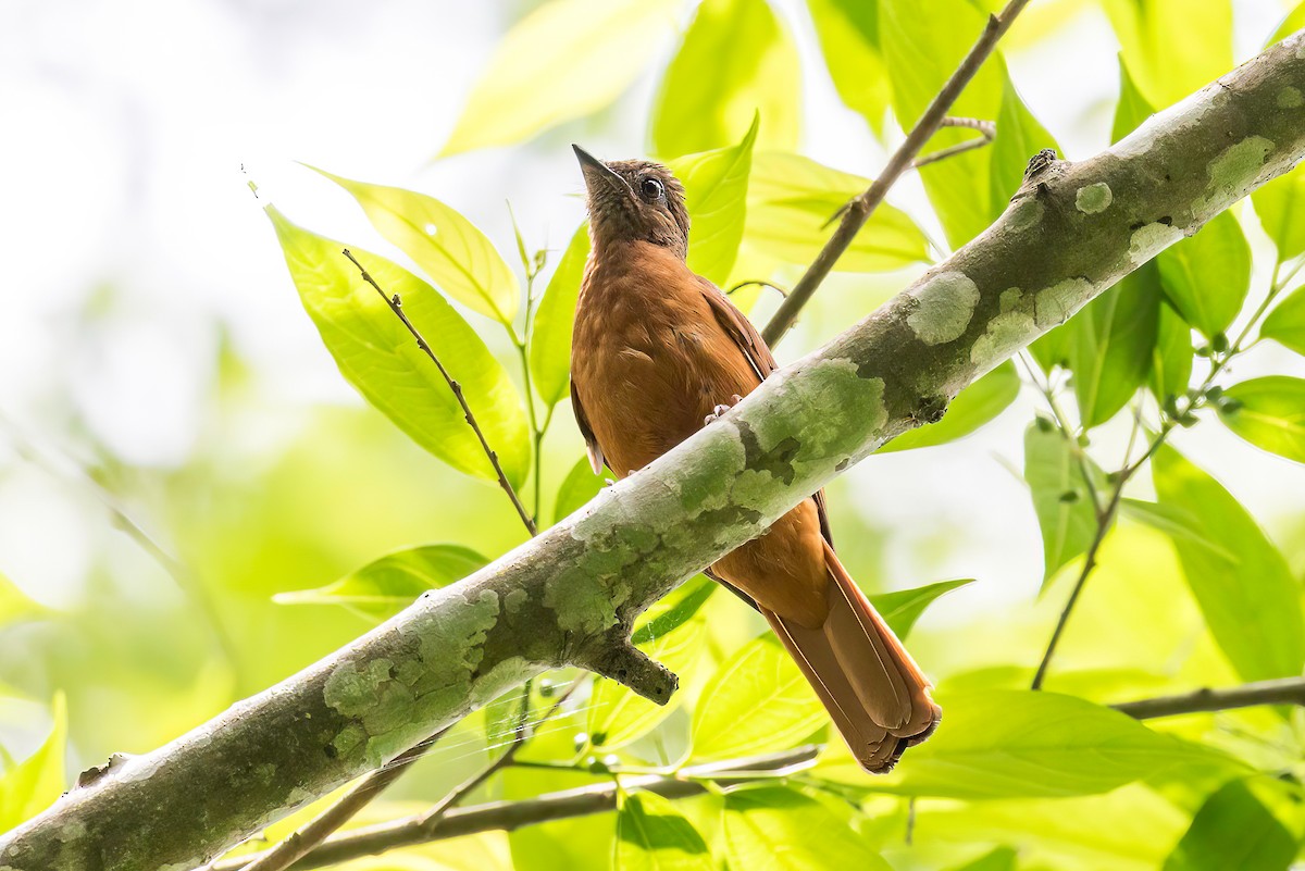 Rufous Flycatcher-Thrush - Manuel Fernandez-Bermejo