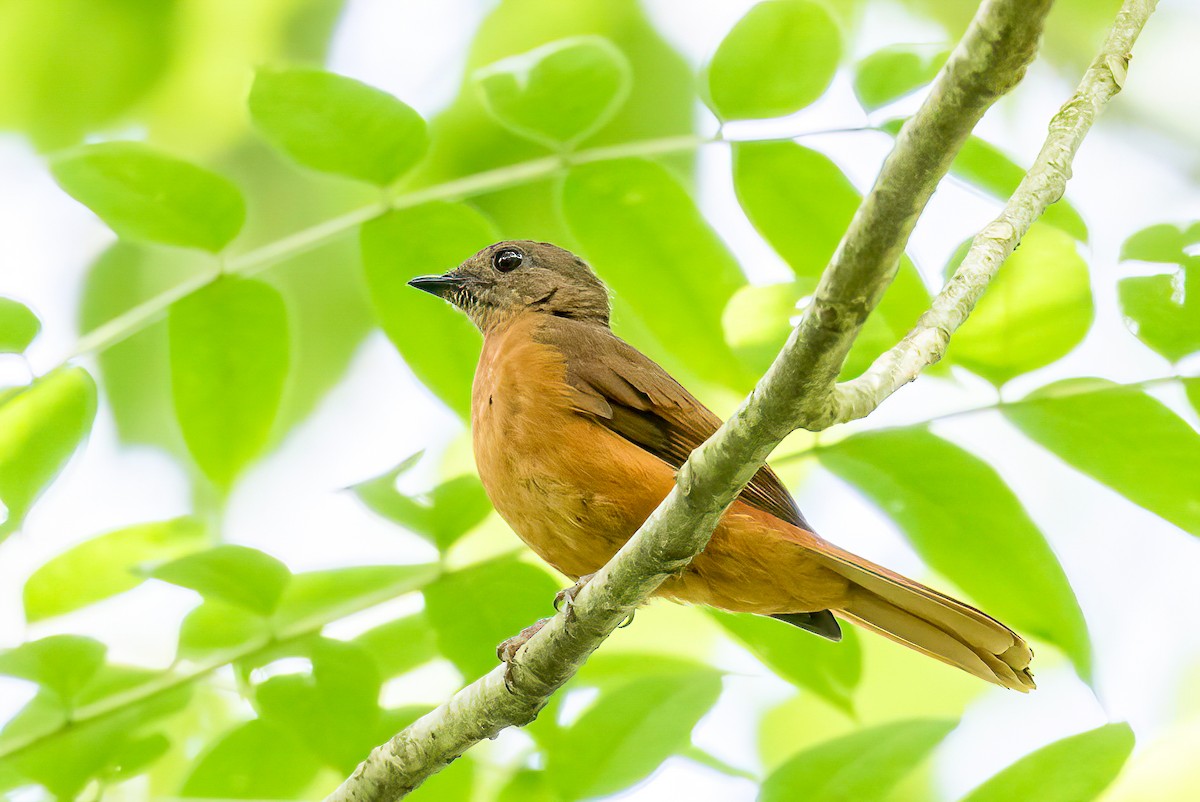 Rufous Flycatcher-Thrush - Manuel Fernandez-Bermejo