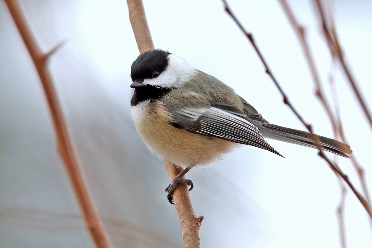 Black-capped Chickadee - ML613684501