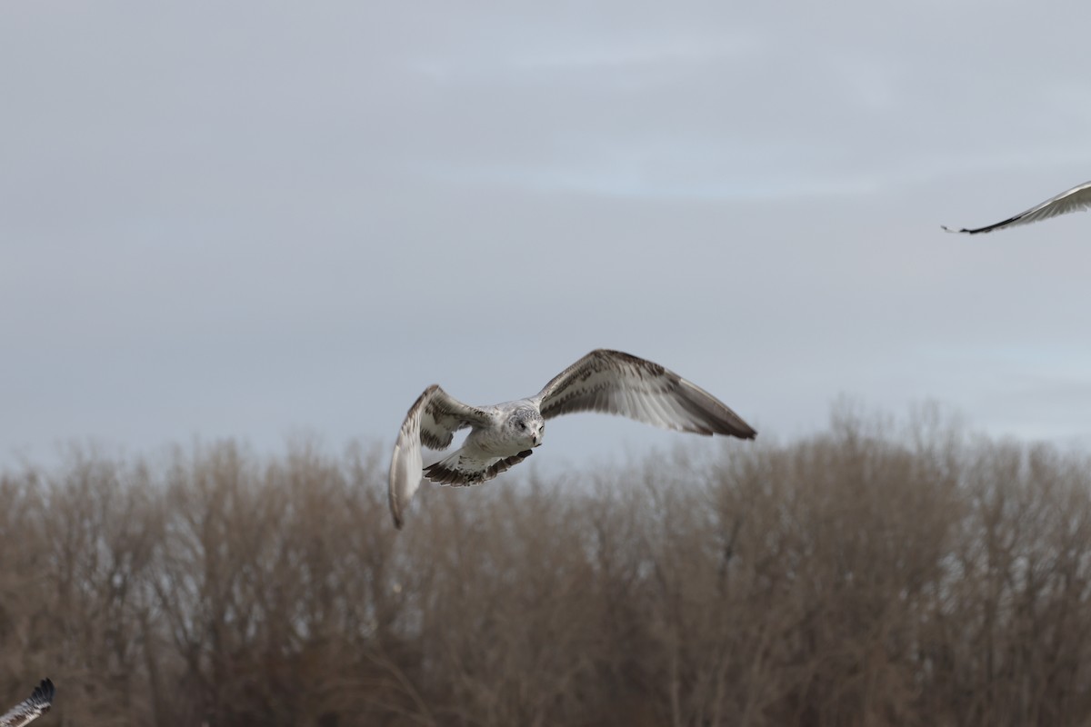 クロワカモメ - ML613684531