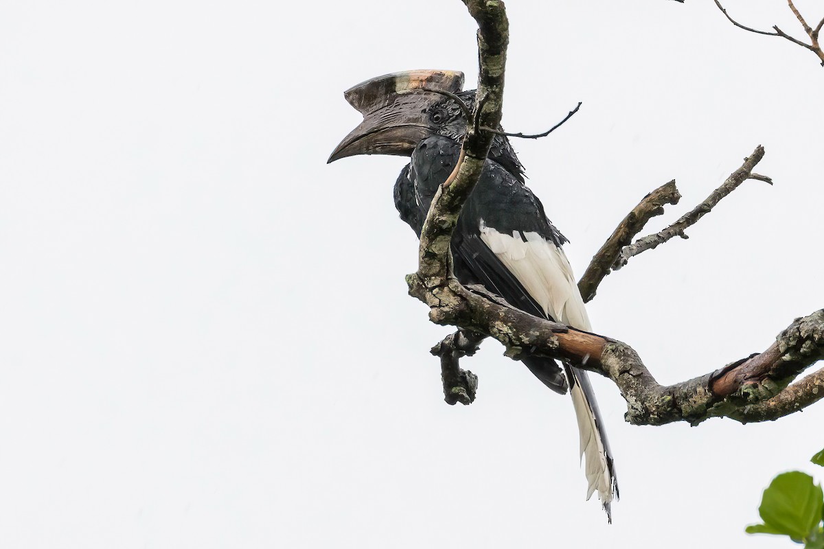 Black-and-white-casqued Hornbill - Manuel Fernandez-Bermejo