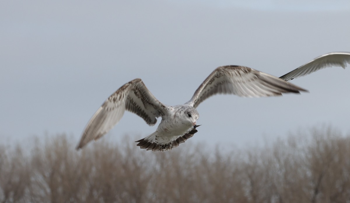 クロワカモメ - ML613684535