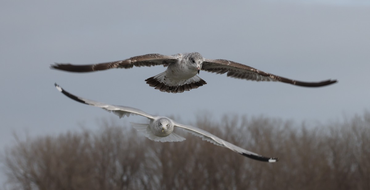 クロワカモメ - ML613684537