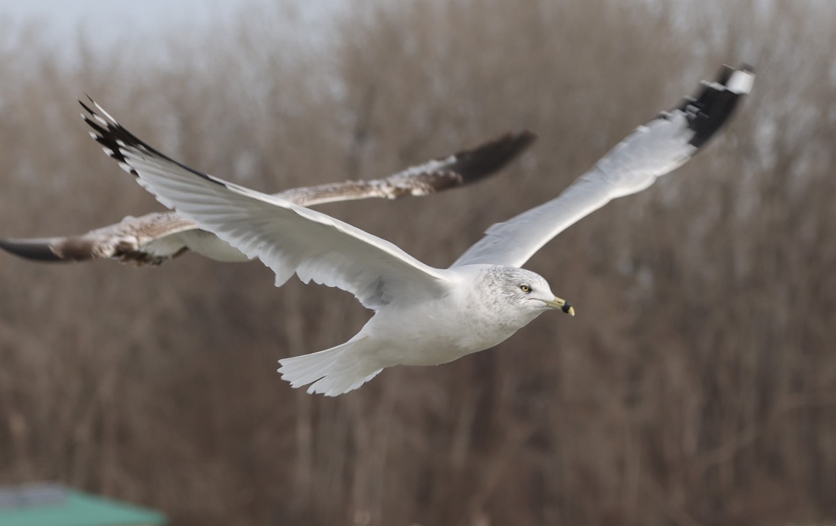 クロワカモメ - ML613684545