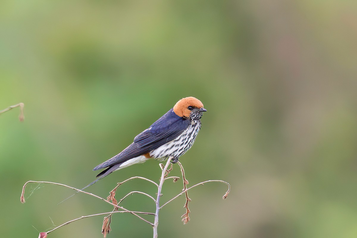 Lesser Striped Swallow - Manuel Fernandez-Bermejo