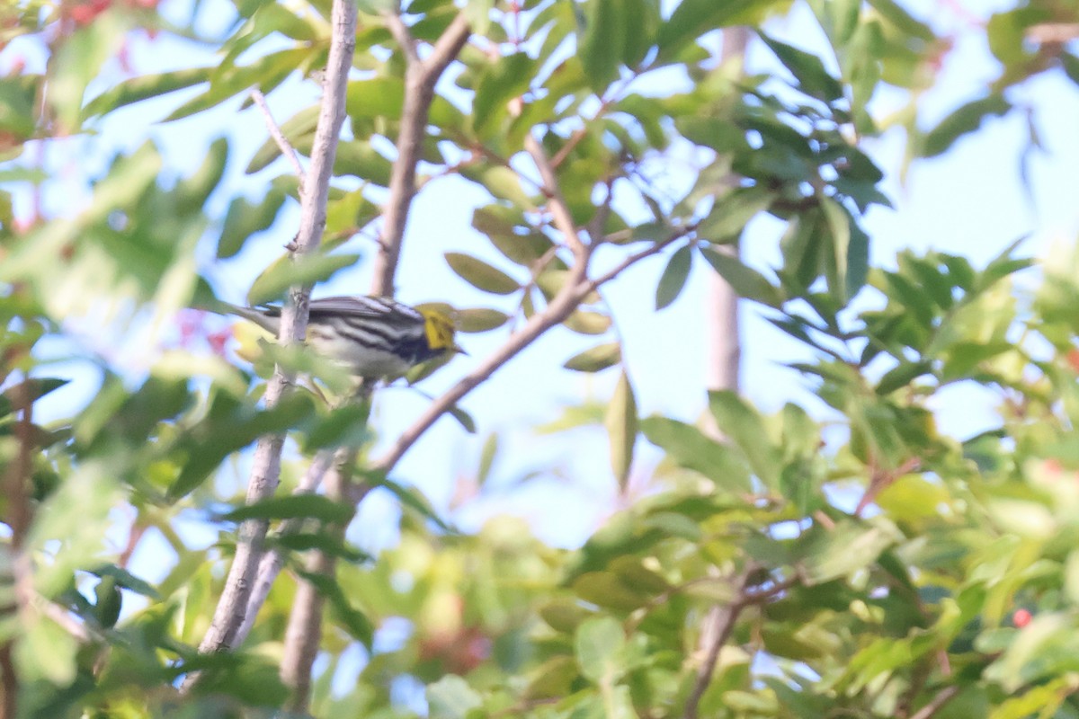 Black-throated Green Warbler - Tom Fangrow