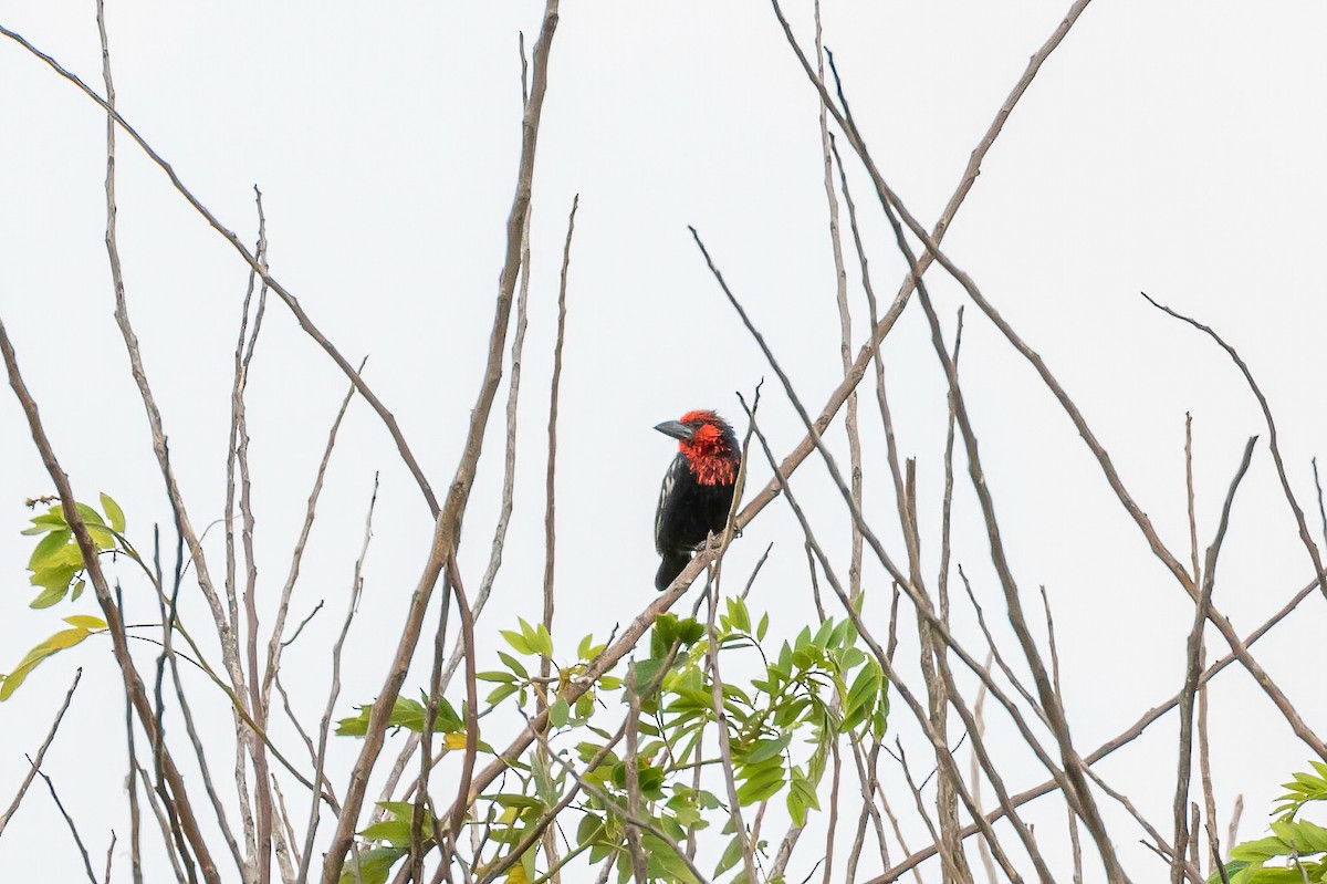 Black-billed Barbet - Manuel Fernandez-Bermejo