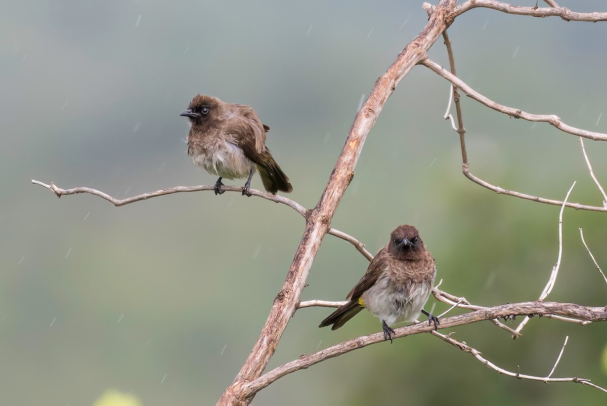 Common Bulbul (Dark-capped) - ML613684578