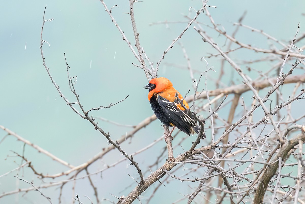 Black-winged Bishop - Manuel Fernandez-Bermejo