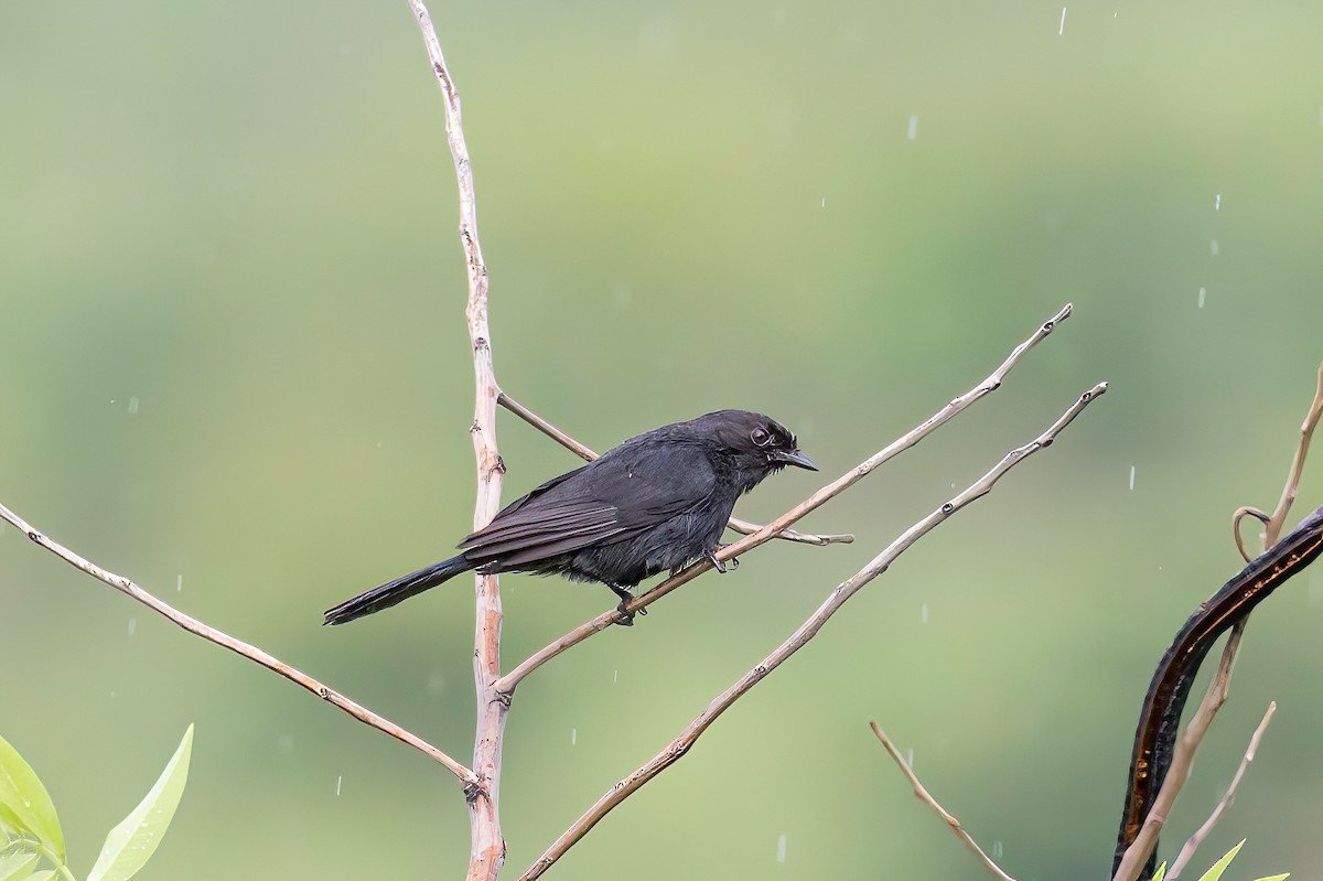 Northern Black-Flycatcher - Manuel Fernandez-Bermejo