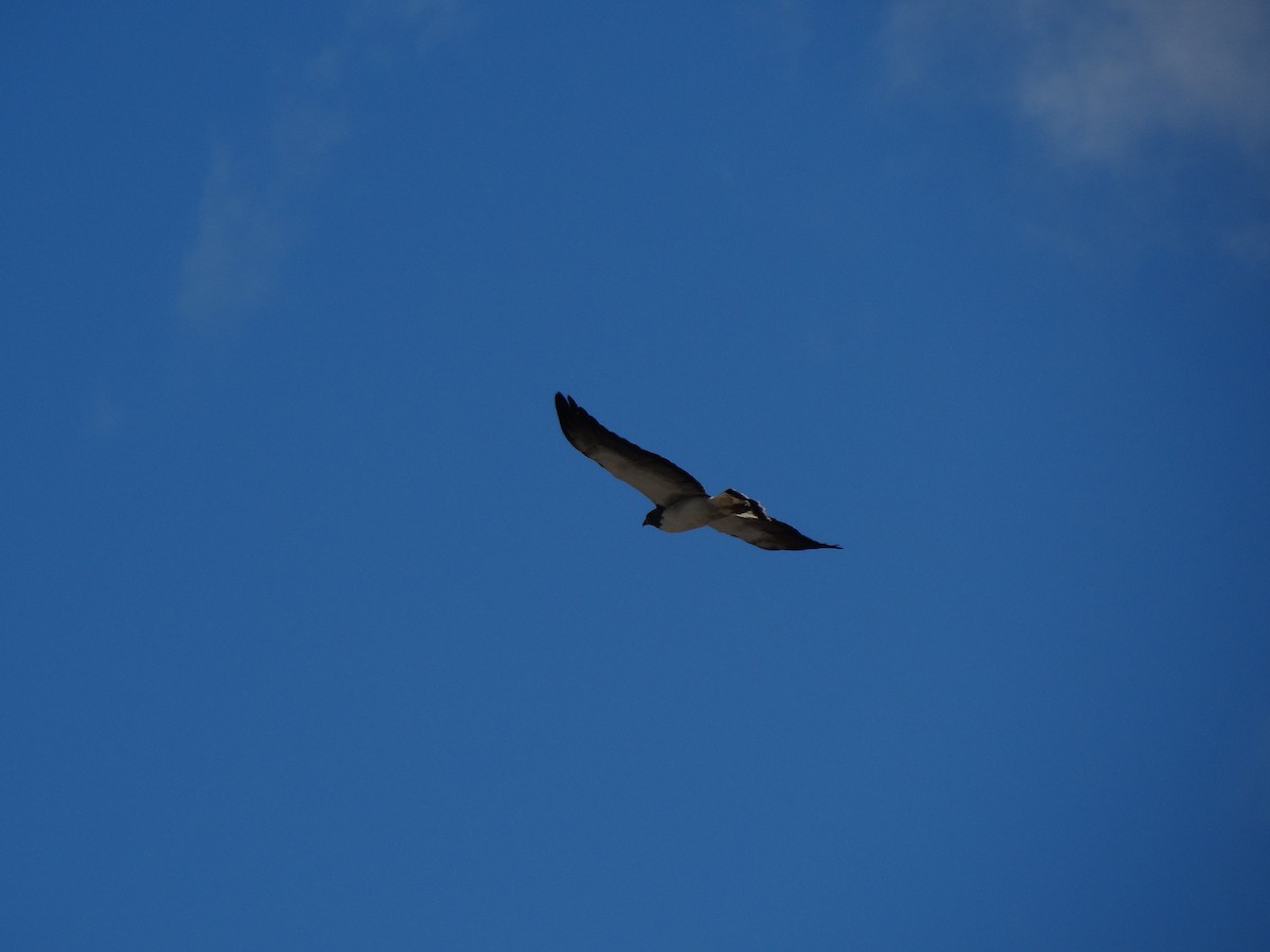 White-tailed Hawk - ML613684608