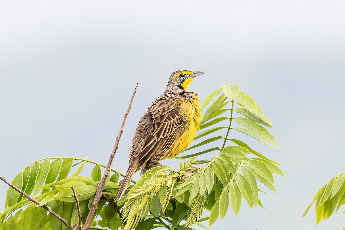 Yellow-throated Longclaw - Manuel Fernandez-Bermejo