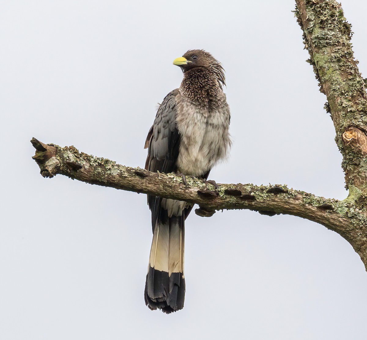 Eastern Plantain-eater - Manuel Fernandez-Bermejo