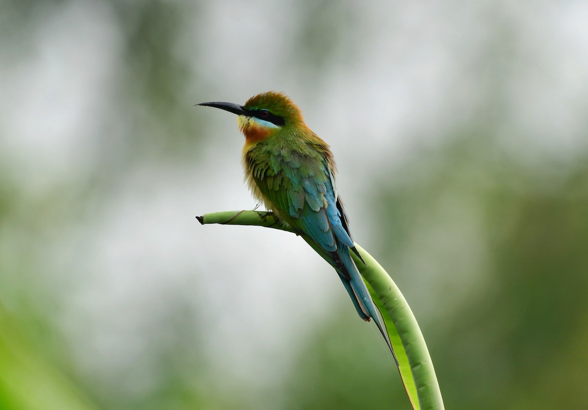 Blue-tailed Bee-eater - Shameer Kodiyathur