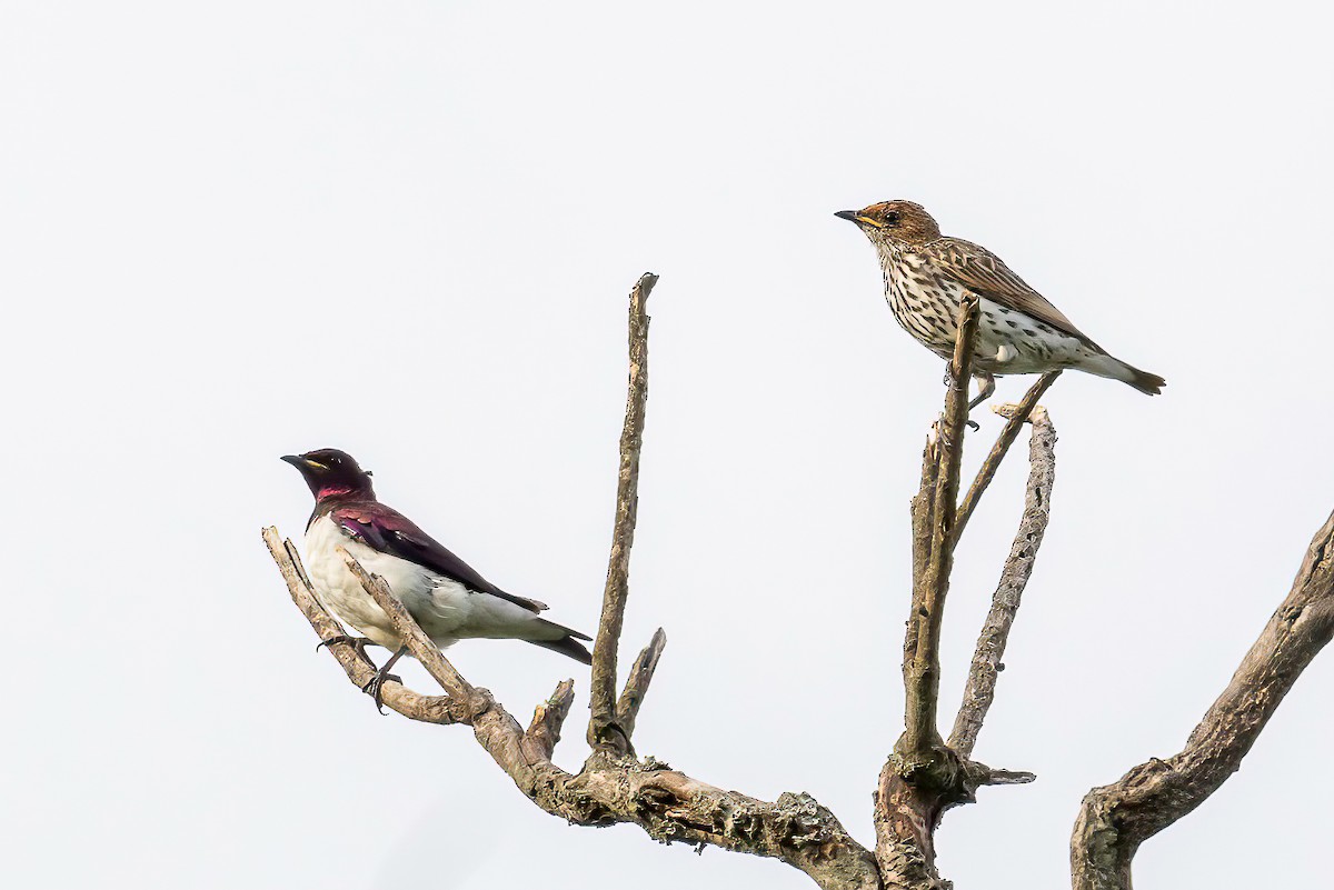 Violet-backed Starling - Manuel Fernandez-Bermejo