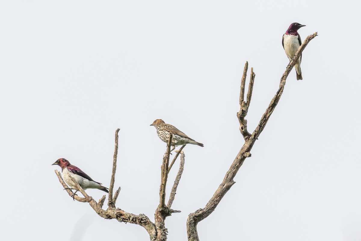 Violet-backed Starling - Manuel Fernandez-Bermejo