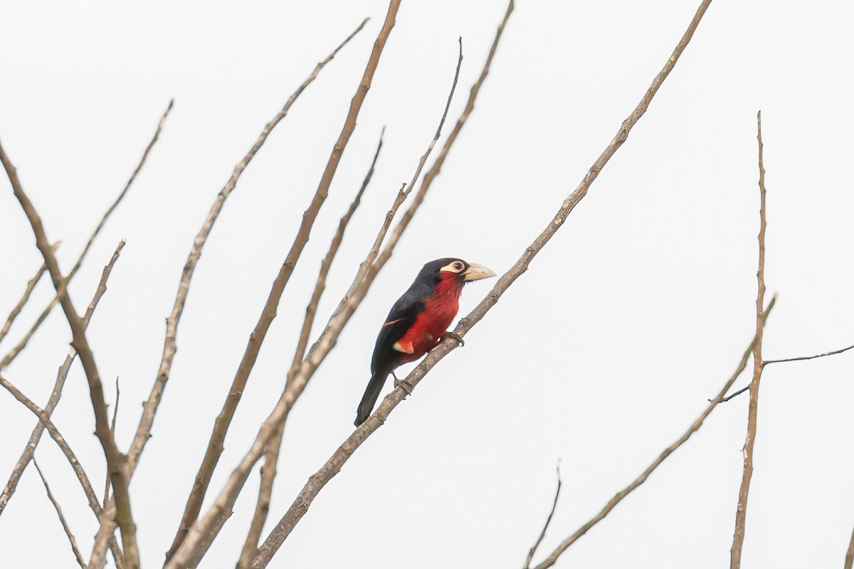 Double-toothed Barbet - ML613684684