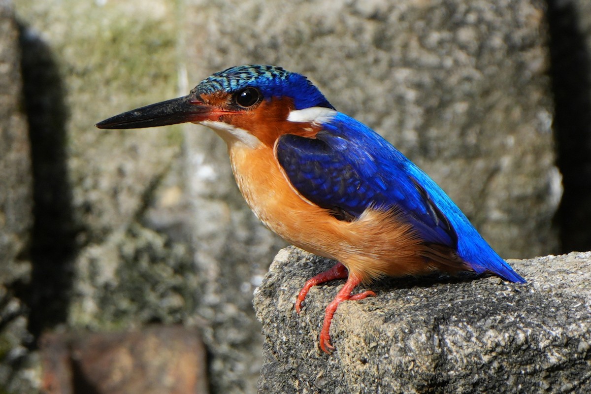 Malagasy Kingfisher - ML613684686